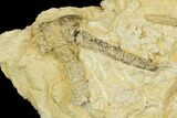 Rare, Ordovician Starfish (Urasterella) Fossils - Oklahoma #145039-2